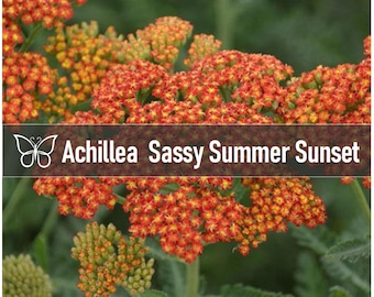 5 SASSY SUMMER SUNSET Yarrow Achillea Live Perennial Starter Plant Plugs