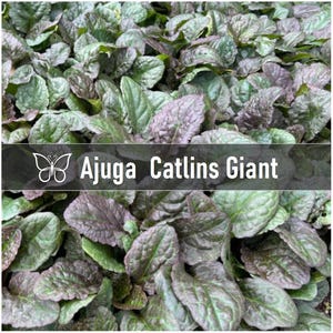 10 CATLINS GIANT AJUGA Bugleweed Live Perennial Starter Plant Plugs