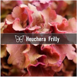 2 Heuchera FRILLY Perennial Coral Bells Starter Plant Plugs