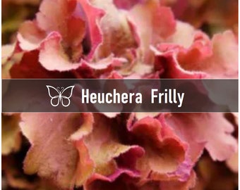 2 Heuchera FRILLY Perennial Coral Bells Starter Plant Plugs