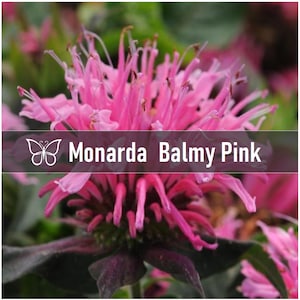 5 BALMY PINK Monarda Bee Balm Live Perennial Starter Plant Plugs