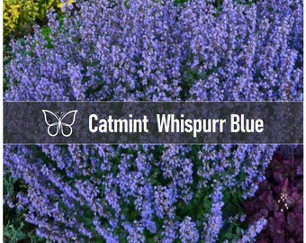 5 Nepeta WHISPURR BLUE CATMINT Faassenii Perennial Starter Plant Plugs Whisper