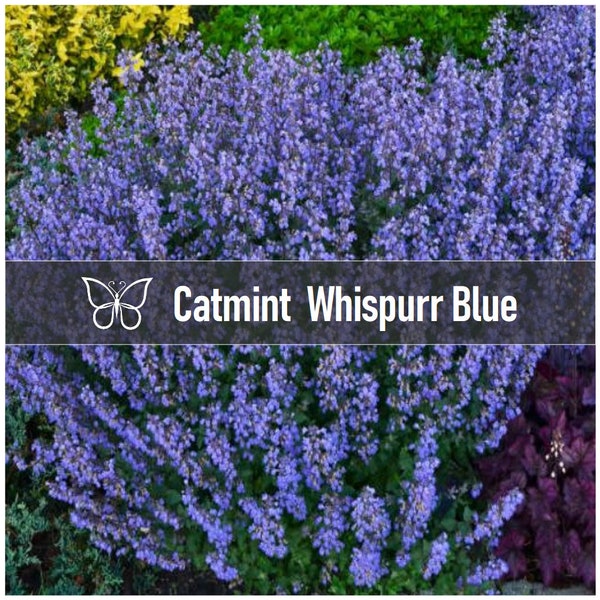 5 Nepeta WHISPURR BLUE CATMINT Faassenii Perennial Starter Plant Plugs Whisper