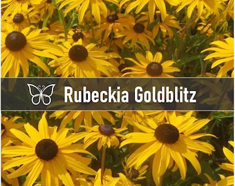 10 Rudbeckia GOLDBLITZ Coneflower Live Starter Plant Plugs