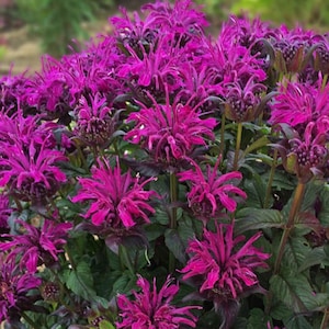 2 ROCKIN RASPBERRY Monarda Bee Balm Live Perennial Starter Plant Plugs
