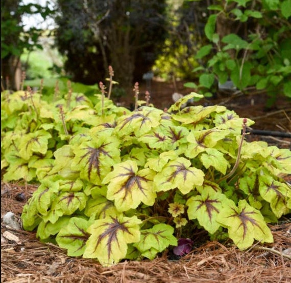3 Heucherella CATCHING FIRE Perennial Foamy Bells Starter Etsy