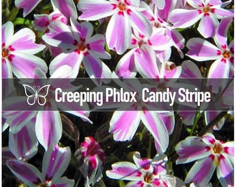 10 CANDY STRIPE Creeping PHLOX Subulata Pink & White Perennial Starter Plant Plugs