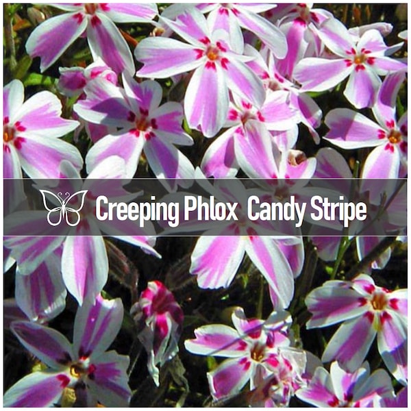 10 CANDY STRIPE Creeping PHLOX Subulata Pink & White Perennial Starter Plant Plugs