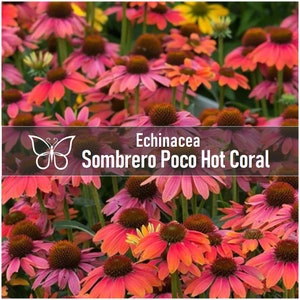 5 Sombrero POCO HOT CORAL Echinacea Perennial Starter Plant Plugs Long Blooming