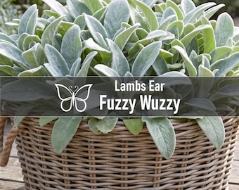 5 Stachys FUZZY WUZZY Lambs Ear Perennial Starter Plant Plugs