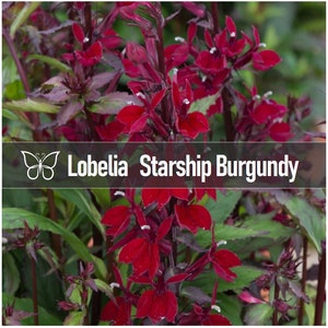 3 Lobelia STARSHIP BURGUNDY Cardinal Flower Perennial Starter Plant Plugs