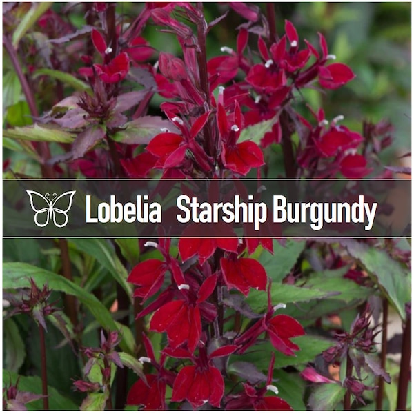 5 Lobelia STARSHIP BURGUNDY Cardinal Flower Perennial Starter Plant Plugs