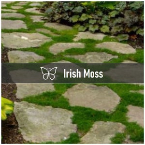 10 Live IRISH MOSS Perennial Starter Plant Plugs - Easy To Grow Green Live Not Seeds