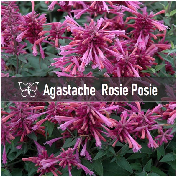 3 Agastache ROSIE POSIE Hyssop Perennial Starter Plant Plugs HUMMINGBIRD Mint