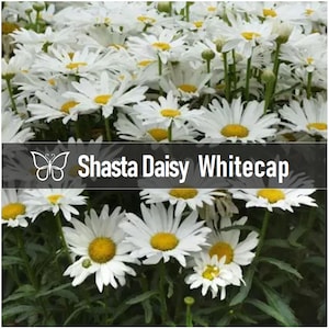 5 WHITECAP Shasta DAISIES Leucanthemum Superbum  Perennial Starter Plant Plugs