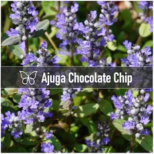 10 CHOCOLATE CHIP AJUGA Bugleweed Live Perennial Starter Plant Plugs