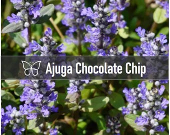 10 CHOCOLATE CHIP AJUGA Bugleweed Live Perennial Starter Plant Plugs