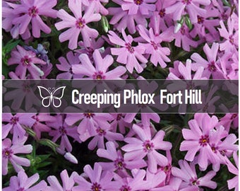 10 FORT HILL Creeping PHLOX Subulata Pink Rose Live Perennial Starter Plant Plugs
