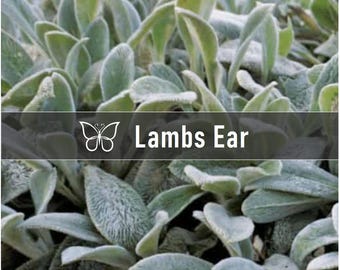 5 LAMBS EAR Stachys Byzantina Live Perennial Starter Plant Plugs
