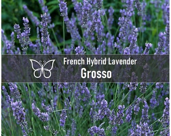 5 LAVENDER GROSSO French Hybrid Live Perennial Starter Plant Plugs
