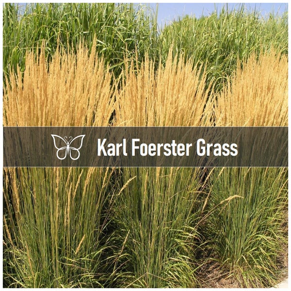 2 Ornamental KARL FOERSTER GRASS Perennial Feather Reed Calamagrostis Plant Plugs