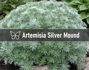 5 Artemisia SILVER MOUND Wormwood Live Perennial Starter Plant Plugs