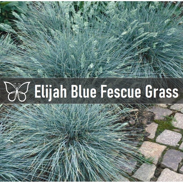 Elijah Blue Fescue Grass Etsy