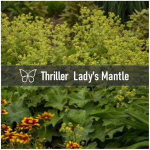 10 THRILLER LADY'S MANTLE Alchemilla Mollis Perennial Starter Plant Plugs