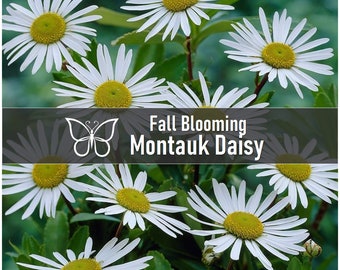 5 MONTAUK DAISIES Fall Blooming Nippon Live Perennial Starter Plant Plugs