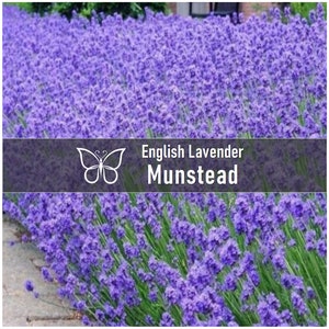10 ENGLISH LAVENDER MUNSTEAD Perennial Starter Plant Plugs Dried Flowers Cooking
