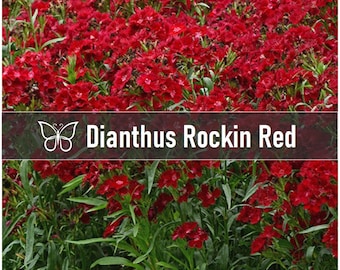 5 ROCKIN RED Dianthus / Mini Carnation Perennial Live Starter Plant Plugs