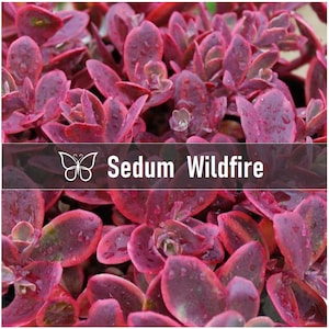 3 WILDFIRE SEDUM SunSparkler Hardy Stonecrop Perennial Succulent Starter Plant Plugs