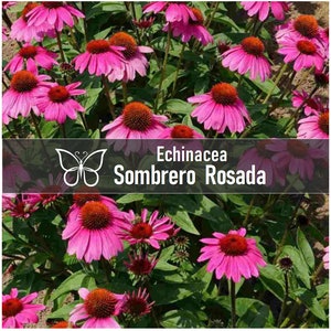 5 Echinacea SOMBRERO ROSADA Coneflower Live Perennial Starter Plant Plugs