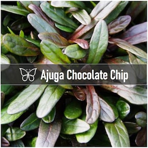 3 CHOCOLATE CHIP AJUGA Bugleweed Live Perennial Starter Plant Plugs