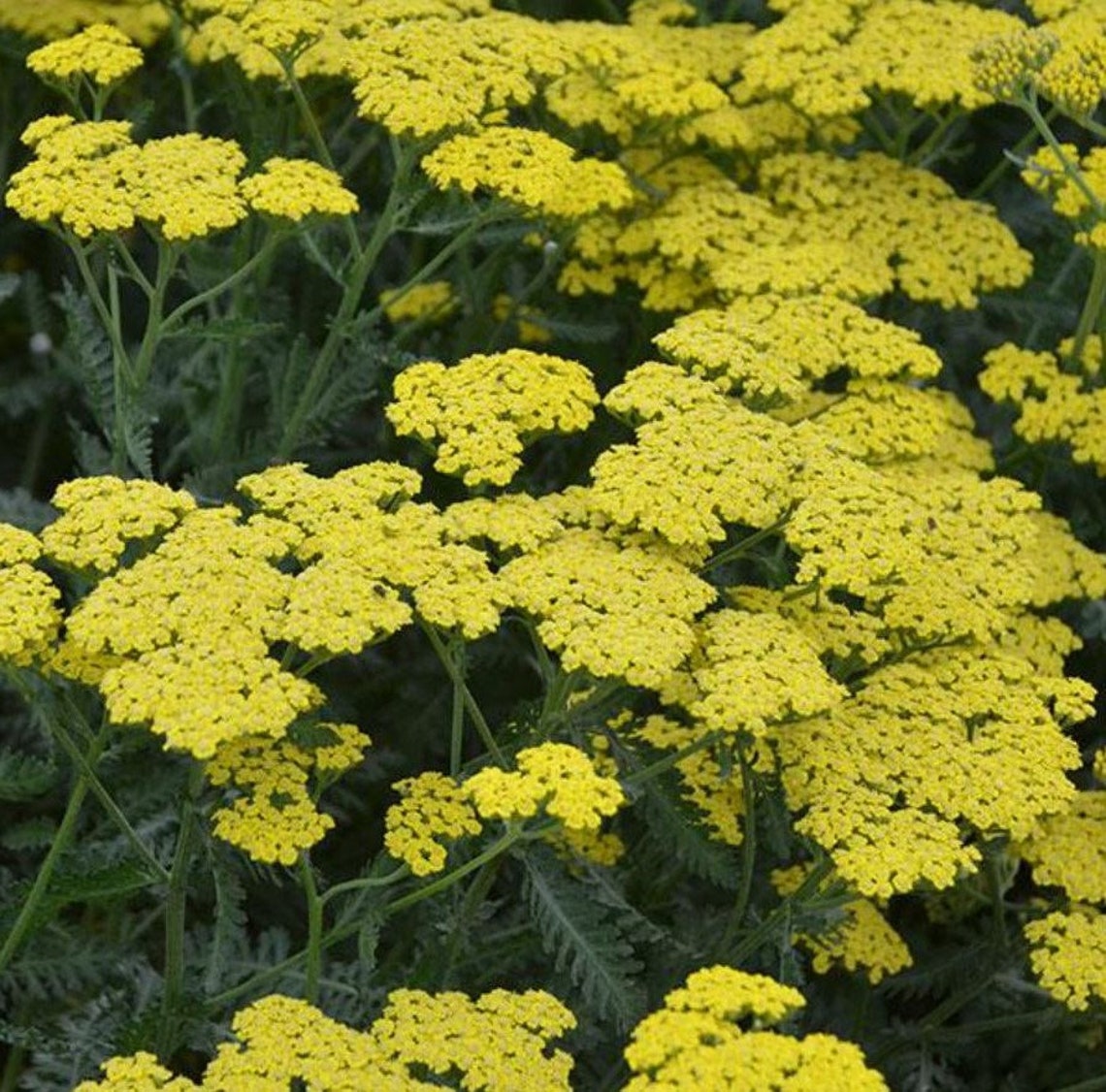 2 Achillea SASSY SUMMER LEMON Yarrow Perennial Starter Plant Plugs Tall ...