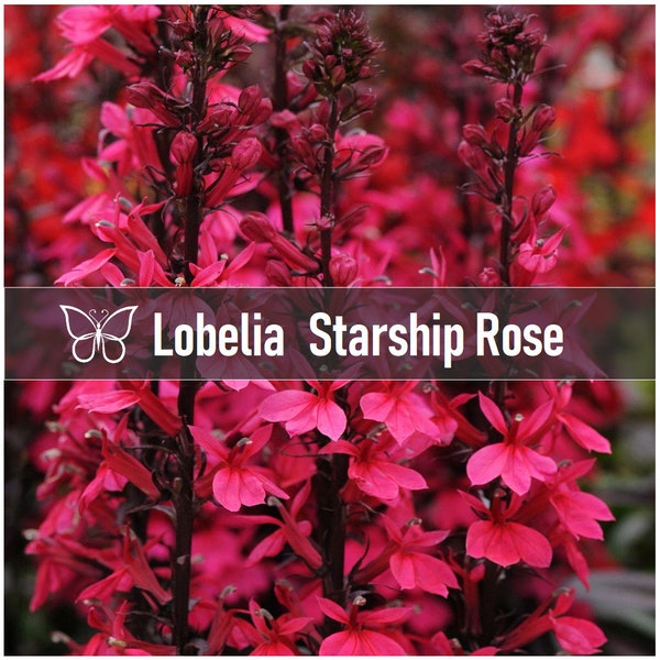 5 Lobelia STARSHIP ROSE Cardinal Flower Perennial Starter Plant Plugs