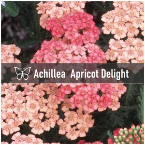 3 Achillea APRICOT DELIGHT Tutti Frutti Yarrow Perennial Starter Plant Plugs
