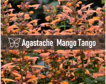 5 Agastache MANGO TANGO Hyssop Perennial Starter Plant Plugs HUMMINGBIRD Mint
