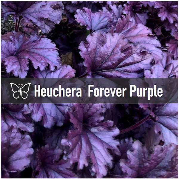 2 Heuchera FOREVER PURPLE Perennial Coral Bells Starter Plant Plugs