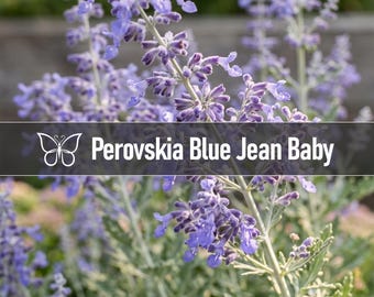 3 Perovskia BLUE JEAN BABY Russian Sage Perennial Starter Plant Plugs