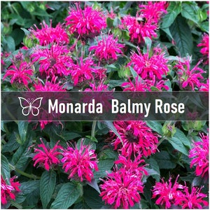 5 BALMY ROSE Monarda Bee Balm Live Perennial Starter Plant Plugs
