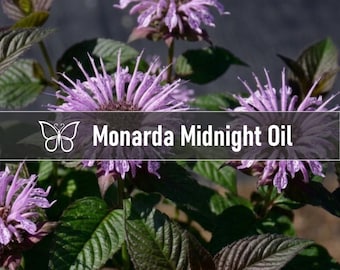 3 MIDNIGHT OIL Monarda Bee Balm Live Perennial Starter Plant Plugs