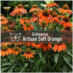 2 ARTISAN SOFT ORANGE Echinacea Perennial Starter Plant Plugs Long Blooming