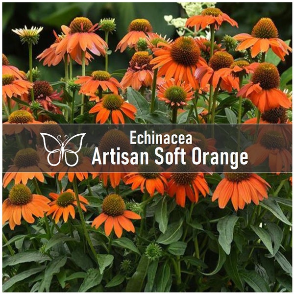 10 ARTISAN SOFT ORANGE Echinacea Live Perennial Starter Plant Plugs