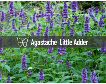 3 Agastache LITTLE ADDER Hyssop Perennial Starter Plant Plugs HUMMINGBIRD Mint