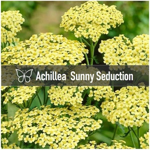 5 Achillea SUNNY SEDUCTION Yarrow Perennial Starter Plant Plugs Yellow