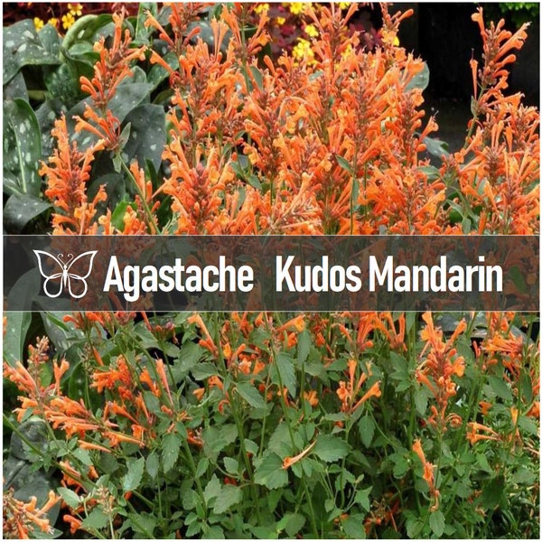 2 Agastache KUDOS MANDARIN Hyssop Perennial Starter Plant Plugs HUMMINGBIRD Mint