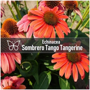 5 Echinacea SOMBRERO TANGO TANGERINE Perennial Starter Plant Plugs Long Blooming