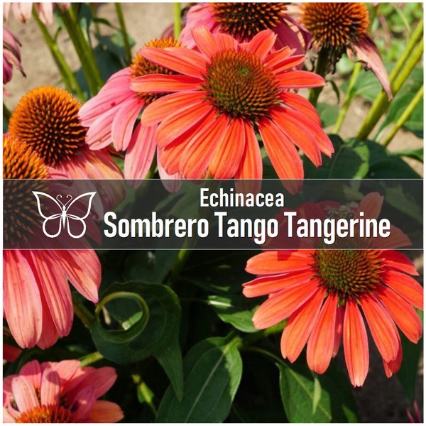 5 Echinacea SOMBRERO TANGO TANGERINE Perennial Starter Plant Plugs Long Blooming