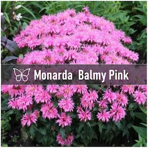 2 BALMY PINK Monarda Bee Balm Live Perennial Starter Plant Plugs